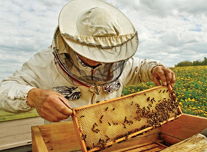 Zdjęcie pszczelarza